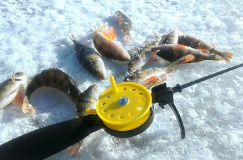 Pikes and bass are typical fish caught by ice fishermen across Kazakhstan in the winter months. 1360171044
