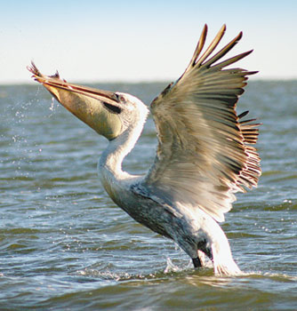 Not only flamingos inhabit lakes near Astana, but also pelicans and cranes. 1365704058