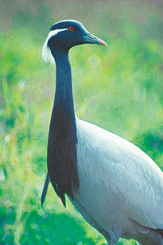 Thanks to growing population of demoiselle crane in Kazakhstan, this bird specie may leave the Red Book soon. 1374713322
